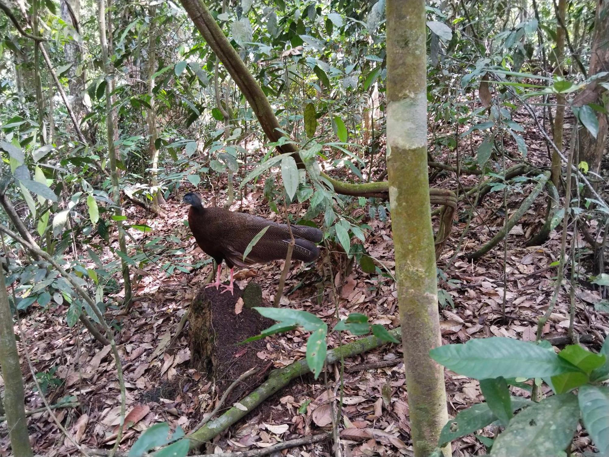 Jhony'S Backpacker-Guest House Only Stay Here Book Treking With Us Bukit Lawang Exterior foto